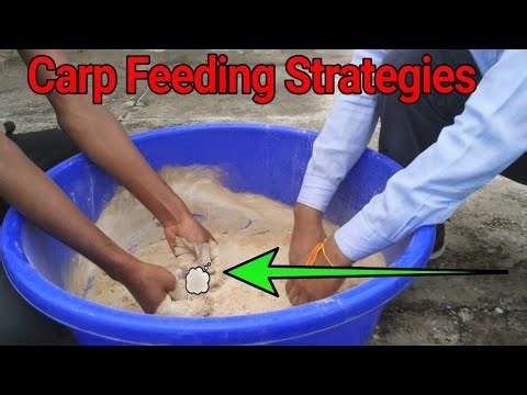 On firm key factor of Carp feed preparation| feeding strategies in carp culture