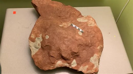 Footprint fossil discovered in P.E.I. could shift animal’s evolutionary timeline