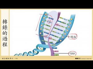 108選生一 4-2基因的表現_2轉錄作用與修飾