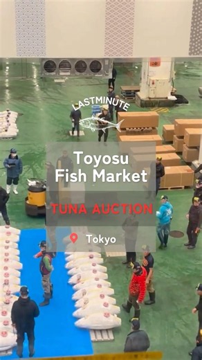 Toyosu Tuna Auction Tour | Fish Market Experience!!!