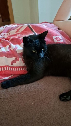 Lady in Black 🐈‍⬛🌹
