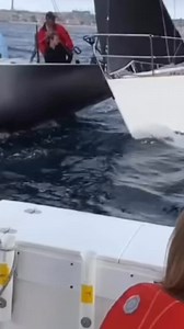Speed control in tight quarters and wind angle… If the timing is off for even a second, this is exactly what happens. Hope everyone on board is okay. #sailing #sailingrope #sailingrace #sailingmistakes #sailinglife | sailingrope
