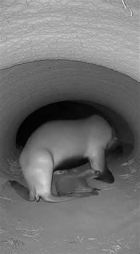Sea lion mother blocks hollow entrance at night
