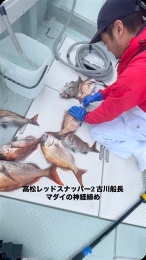 海遊 〜KAIYU〜 タイラバ | ・ ・ 香川県高松市の遊漁船レッドスナッパー2の 作り笑顔が素敵な古川船長による【真鯛の血抜き＆神経締め】 #タイラバ #釣り #fishing #高松市 #レッドスナッパー2 | Instagram