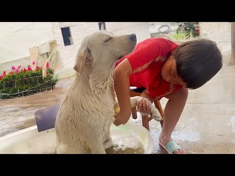 When your dog doesn't want to take a bath Funny Dog's Reaction