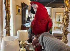 TAME&TALKING GREEN WING MACAW