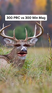 81K views · 1K reactions | 300 Win Mag vs 300 PRC In-Depth Breakdown 歷 #hunting #whitetail #outdoors | Matt's Adventures | Facebook
