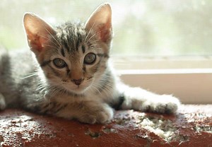 Is My Cat Bored? 6 Tips for Reducing Destructive Behaviours