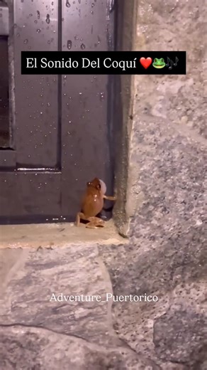 Adventure Puerto Rico 🇵🇷 | ❤️🐸🎶 Este Es El Verdadero Sonido Del Coquí 🎥Video suministrado por: (@mavifree_spirit) . . . . . #pr #puertorico #sonidodelcoqui #elcoqui... | Instagram