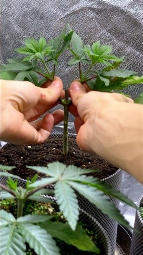 Bubblegum Gelato Streching I