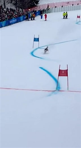 A dog just ran the Olympic slalom course 😳 #winterolympics #milanocortina #skiing #animal #pet