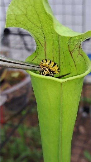Carnivorous Plant Sarracenia live feeding!!