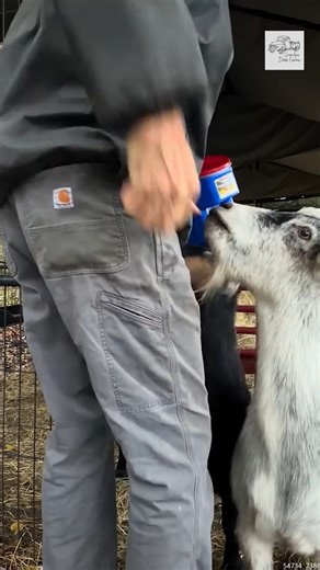 The Chew Chew Express! #goatfarming #goatFeeder #goatfeed #cute | Grandpa Doss Farms