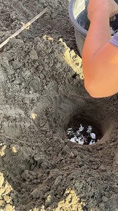 Sea turtle nesting area | Carl Xavier Vlogs