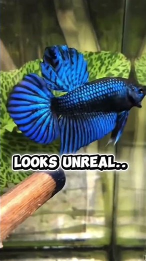 This Blue Betta Is Insane 😳💙