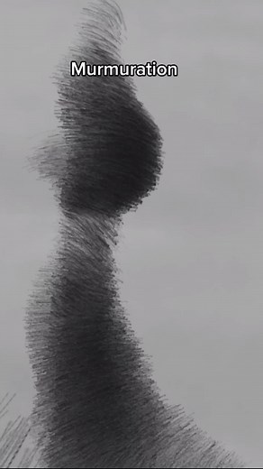 Murmuration: Synchronous Bird Flocking Behavior Explained