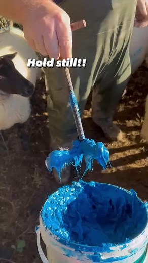 Marking the Flock for Winter Grazing | Sheep Identification Process