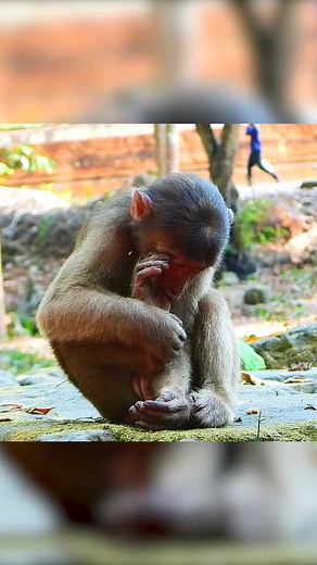 Poor abandoned stump tail monkey hopeless after owner abandoned him. Part 7 | Monkey Magic