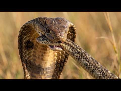 The Silent Power Of Cobra