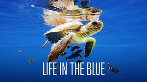 Life in the Blue