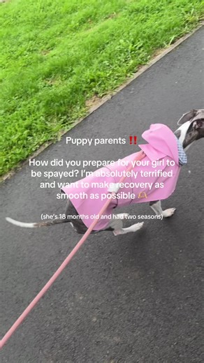 Preparing for Your Dog's Spay Surgery: Tips and Advice