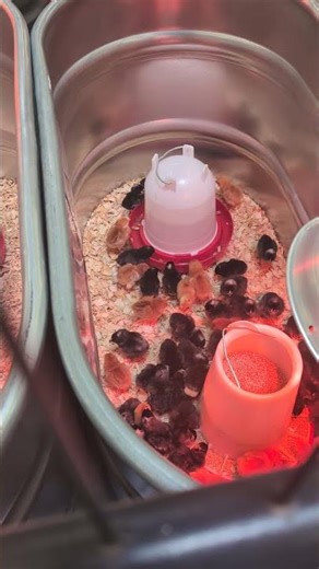 Baby Chicks for Sale at Tractor Supply #babychicks #chicksforsale #tractorsupply