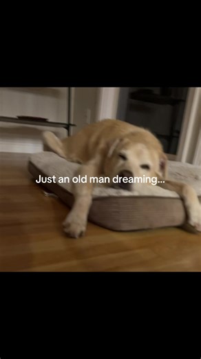 He’s asleep here, but somewhere he’s back in New Mexico running through mud puddles, chasing his brothers, no aches, no limits, just joy. Forever young where it counts. 🤍 #SeniorDog #DogDreams #ThenAndNow #ForeverYoung #OldDogMagic