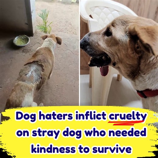 CD AND CRUELTY SURVIVOR STRAY DOG COMES TO VOSD FOR LIFELONG CARE https://vosd.in/active-campaigns/monthly-expenses/ A young girl saw a dog tied to a pole without any access to food or water. The abandoned mutt also had a huge maggot wound on his back, so the girl made the wise decision of rescuing him. Chintu's treatment was initiated shortly afterwards. The wound healed completely within the next few days, but Chintu was also a CD survivor; because of which his nerves had become weak, and his 