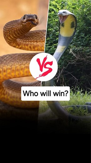 13K views · 176 reactions | Kingcobra vs Inland Taipan (कौन जीतेगा?) . . . Inland Taipan vs kingcobra fight, kingcobra vs inland Taipan, kingcobra, inland Taipan, kingcobra vs inland Taipan fight who will win?, TheUntoldAnimals, Wildlife, Facts . . . #kingcobra #inlandtaipan #animalfacts #facts #theuntoldanimals #facthindi #fbreelsfypシ゚viral #fb #facebookviral | The Untold Animals | Facebook