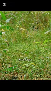 751K views · 13K reactions | Alpha monkey #animals #monkey #MonkeyLife | Animal Documentary | Facebook