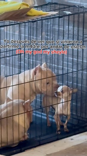 Ayudaaa 😩 | American Bully & Exotic Universe