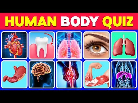 The Human Body Quiz: How Many Human Body Parts Can You Guess? 🧠🦴🦵