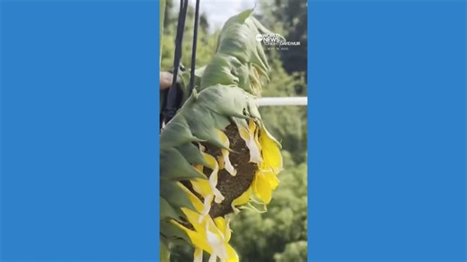 Indiana gardener born in Ukraine grows world's tallest sunflower