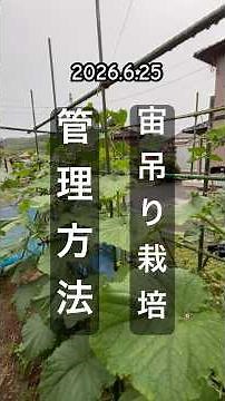 [Cucumber] How to Manage Vertical Trellis Cultivation #CucumberCultivation