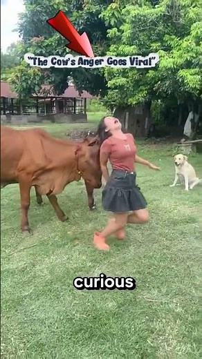 “The Cow’s Anger Goes Viral”