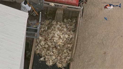 Video: Crews dispose of 2.7M dead chickens
