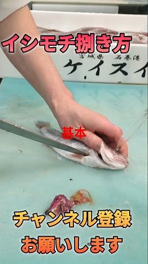 イシモチ捌き方#short #shorts #new #fish #japan #howto #cooking #おすすめ #簡単 #料理 #釣り #楽しい #美味しい #チャレンジ