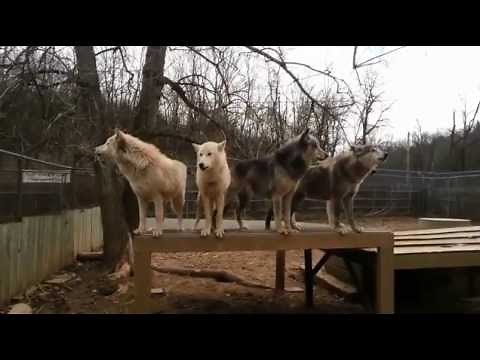 Haunting video shows pack of 30 WOLVES howling in perfect unison