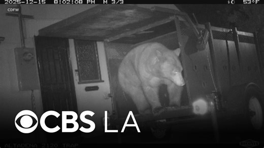Random bear foils trap meant for bear camping underneath Altadena home
