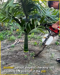 Small Palm Tree Removed With Chainsaw #ChainsawWork #TreeCutting | Pixplor