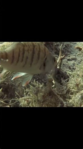 perch attacks crayfish #риболовля #fishing #perch #crayfish