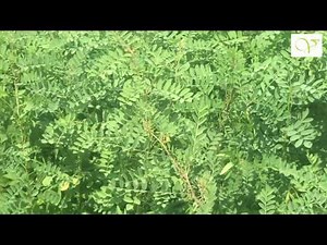 The True.... Indigo (Indigofera tinctoria)