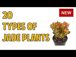 20 JADE PLANT VARIETIES PICTURES
