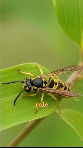 Stingers and Survival: The World of Wasps