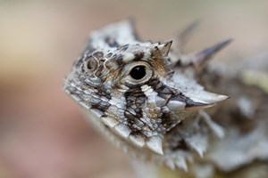 Texas horned lizards can't fly under the radar at Tinker Air Force Base! Researchers with The University of Oklahoma and Sam Noble Museum have been tracking a small squadron of lizards and recently found an unmarked individual in a regular sweep of one of the base's natural reserves. The juvenile was weighed, measured, and fitted with a transmitter before being returned to the study area. | Oklahoma Department of Wildlife Conservation (ODWC)