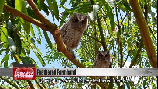Hualien mango farmer welcomes owls to help manage pests #owls #owl #Hualien #mango #farm #birdofprey #farmhand #pestmanagement #featheredfriend | 民視英語新聞 Formosa News