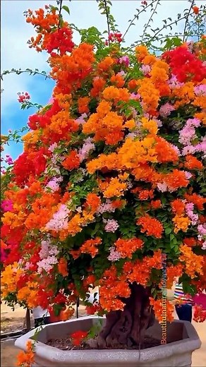 Bougainvillea Flower Trees in Full Color 🌈 | Relaxing Nature