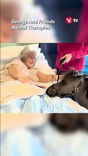 Therapy pony cheers up hospital patients #shorts