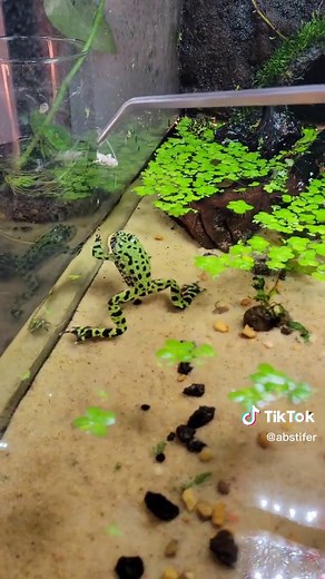 fire bellied toad ( which technically a frog) shenanigans! . . . . . #terrarium #paludarium #exoterra #firebellytoads #bioactive #waterfall #river #petsoftiktok