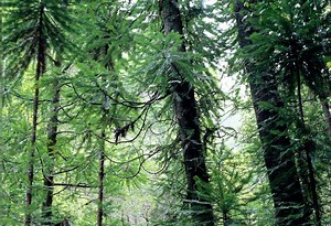 The tree that time forgot (for a few million years)